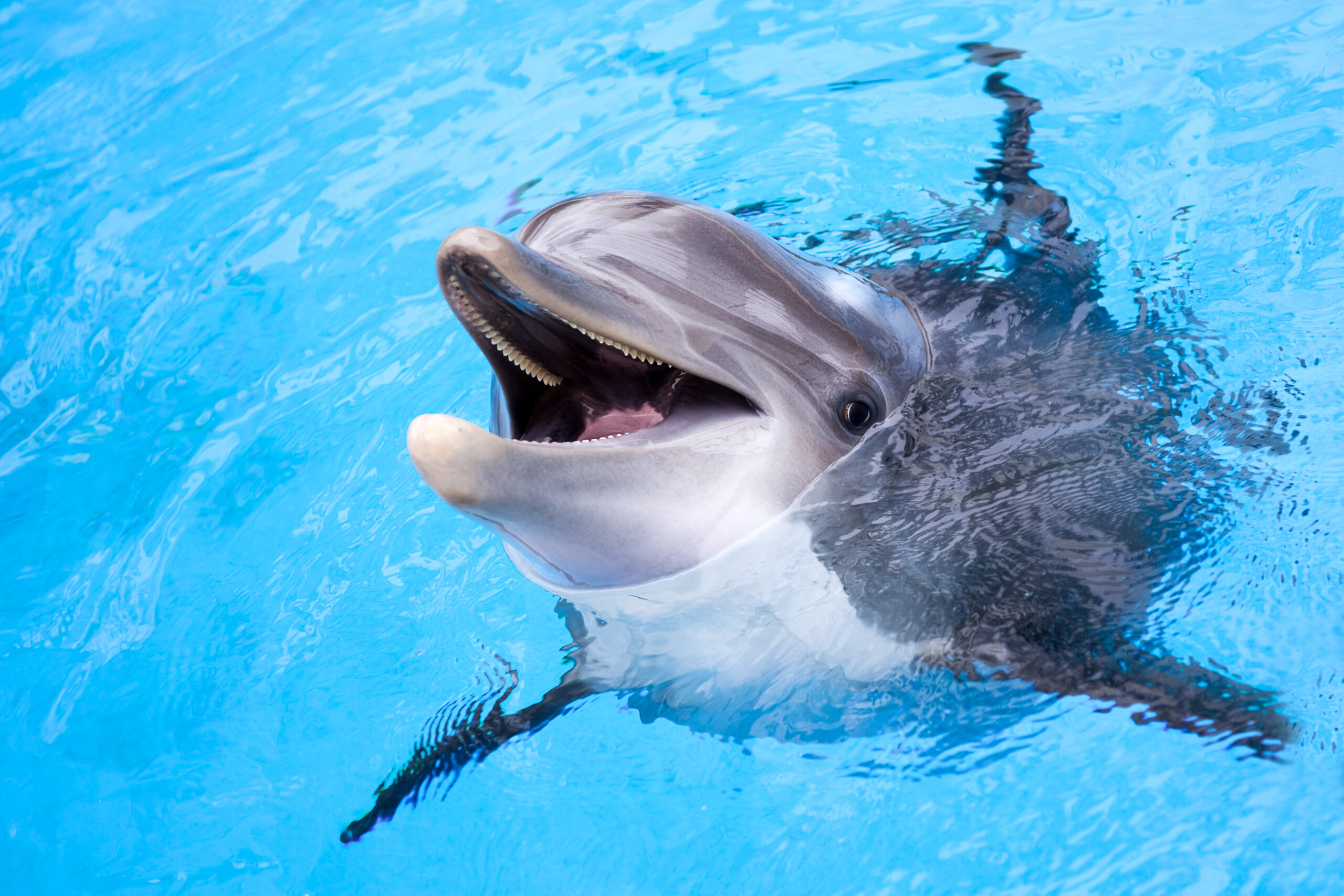 Shutterstock 547308685 scaled