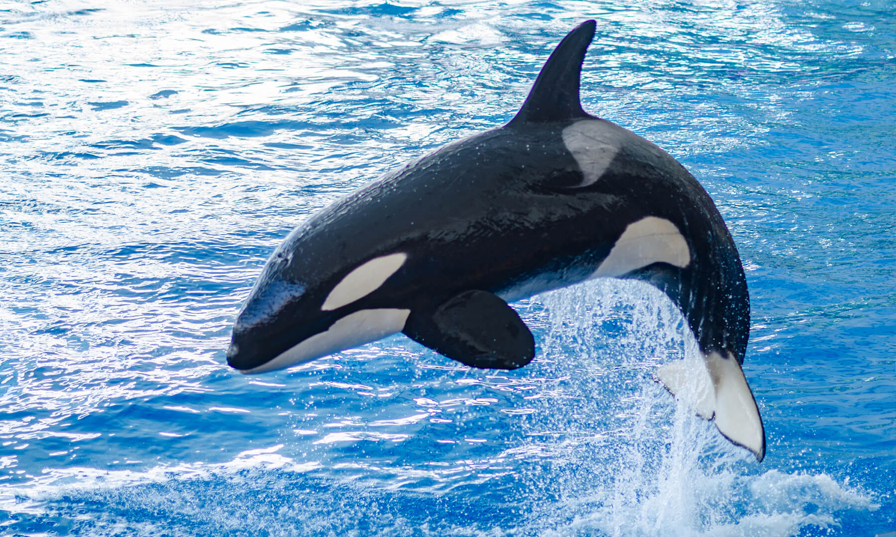 What is SeaWorld Orlando