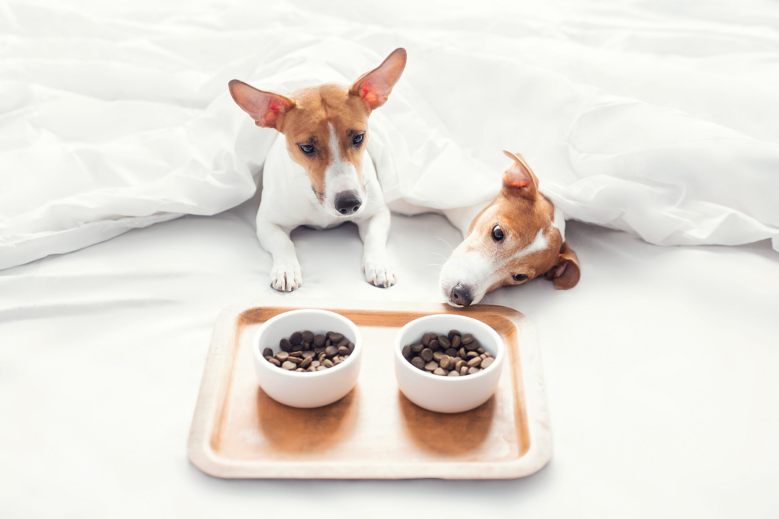 orlando pet friendly vacation rentals