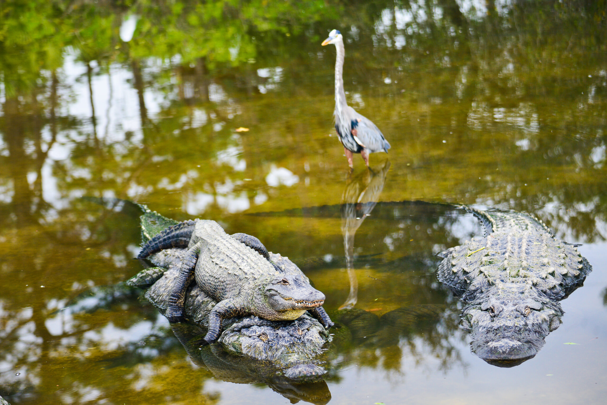 Day Trips From Orlando