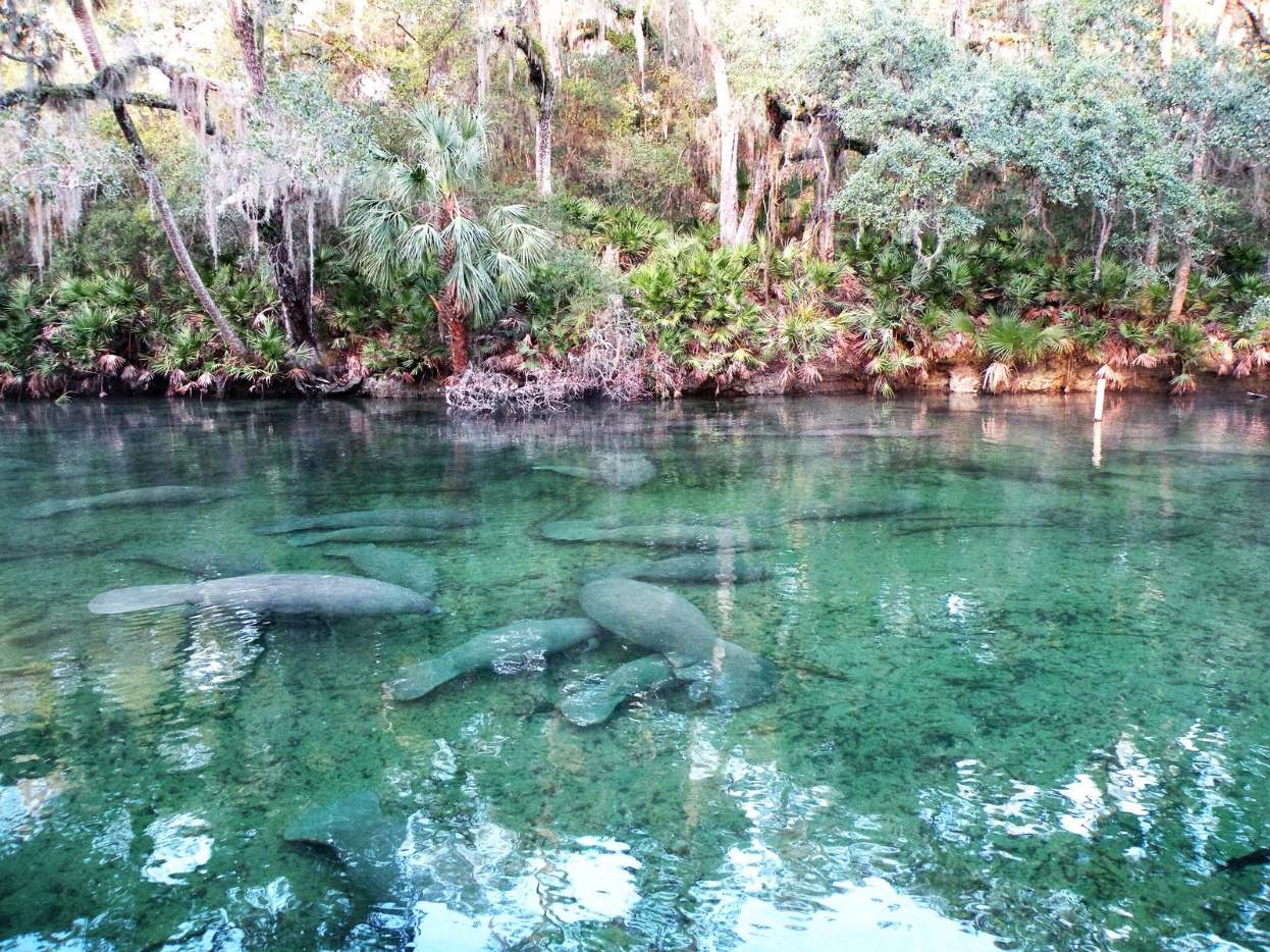 lake with manatees