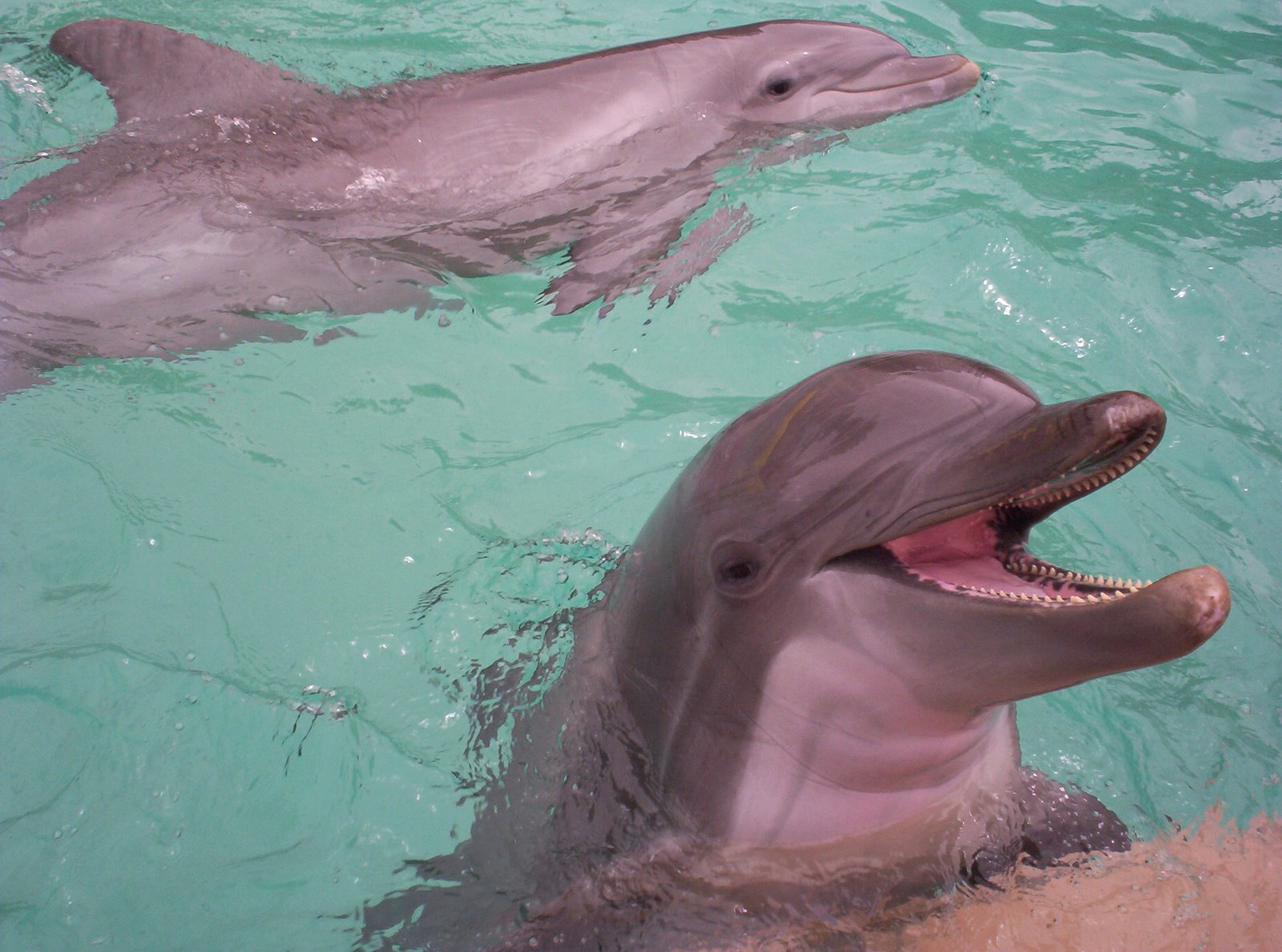 dolphins