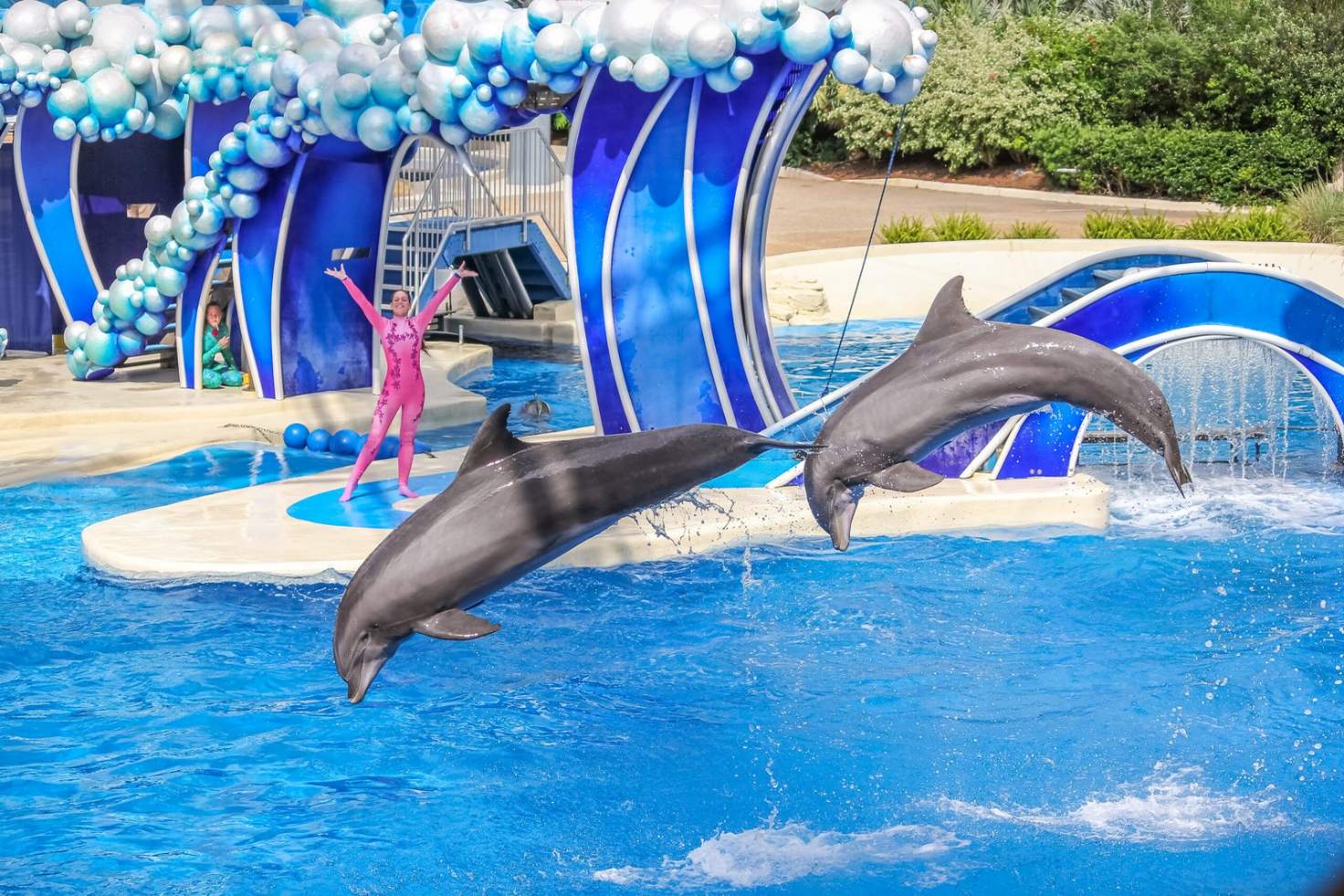dolphin show