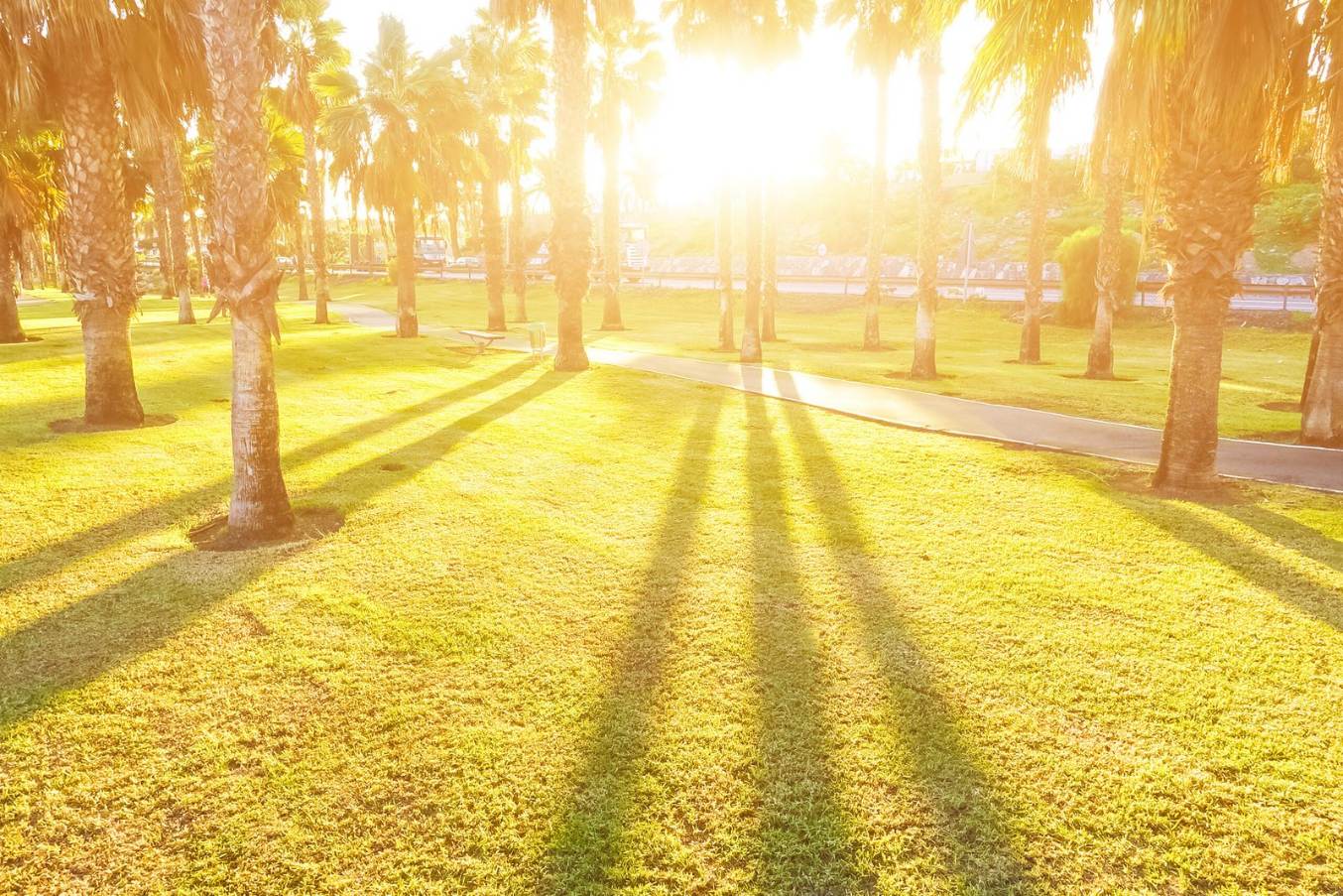 park with sidewalk at sunrise